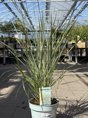 Calamagrostis acut. 'Overdam'  2L, blue pot - image 1