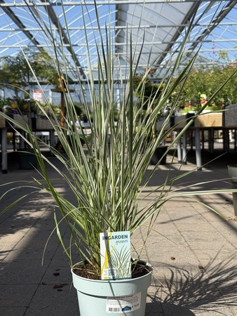 Calamagrostis acut. 'Overdam'  2L, blue pot - image 2