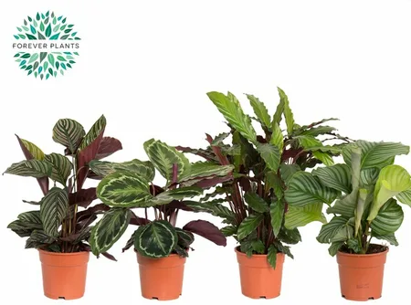 Calathea mix (Forever)  P17