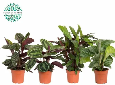 Calathea mix (Forever)  P17