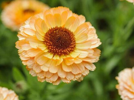 Calendula Pink Surprise