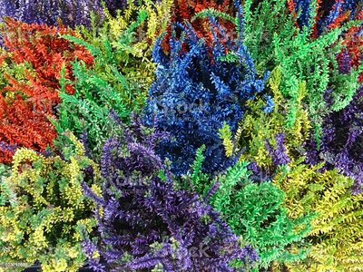 Calluna spray painted - Heathers P12