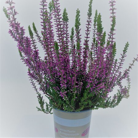 Calluna  V. Garden Girls pink P12