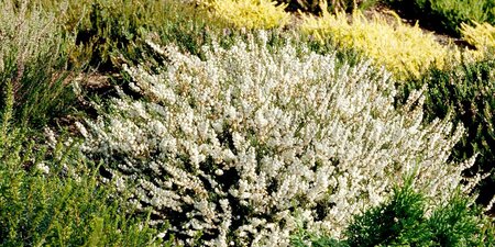 Calluna vulg. 'Garden Girls'® white  P12