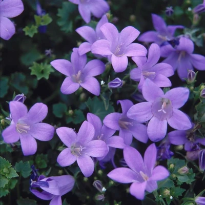 Campanula Muralis 2L