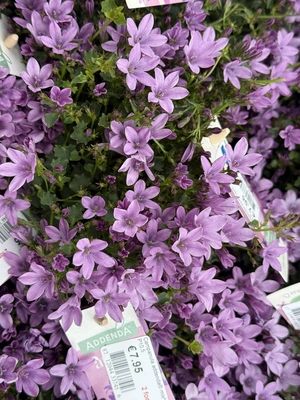 Campanula port. 'Porto' P11