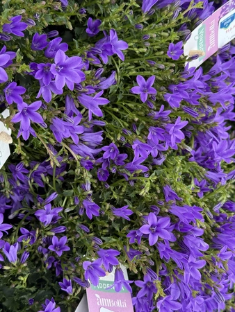 Campanula port. 'Porto'  P11 - image 2