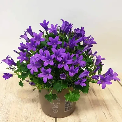 Campanula port. 'Porto' P11