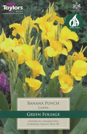 Canna Banana Punch I Pre-Pack