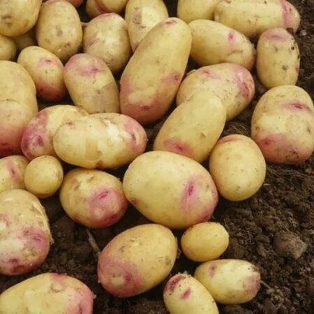 Cara 2kg