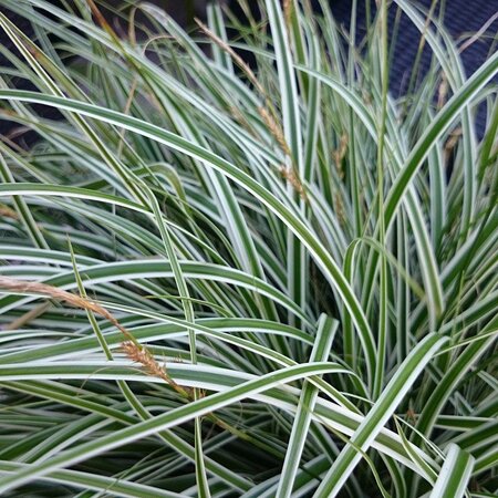 Carex Oshimensis Everest 2Litre