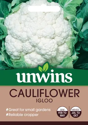 Cauliflower Igloo - image 2