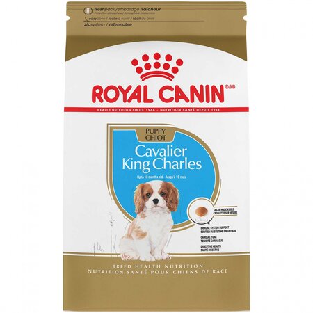 Cavalier King Charles Puppy 1.5kg