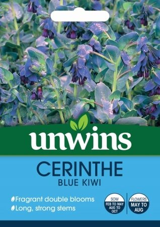 Cerinthe Blue Kiwi