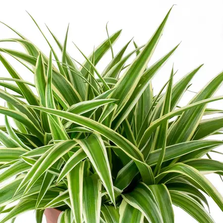 Chlorophytum com. 'Ocean'²  P12 - image 2