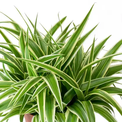 Chlorophytum com. 'Ocean'²  P12 - image 2