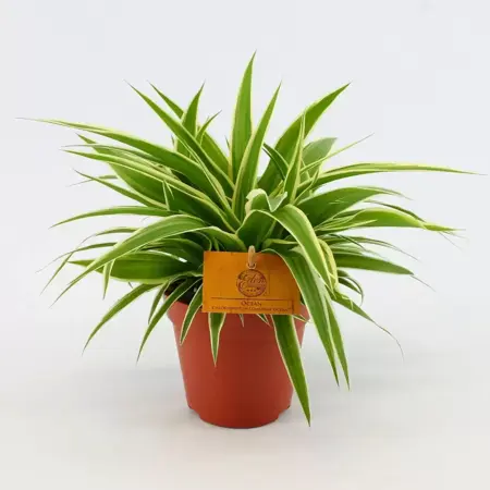 Chlorophytum com. 'Ocean'²  P12 - image 1