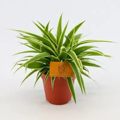 Chlorophytum com. 'Ocean'²  P12 - image 1