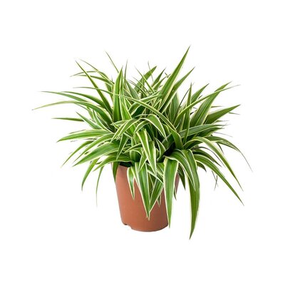 Chlorophytum com. 'Ocean' P15