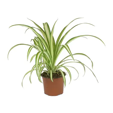 Chlorophytum com. 'Vittatum'  P13