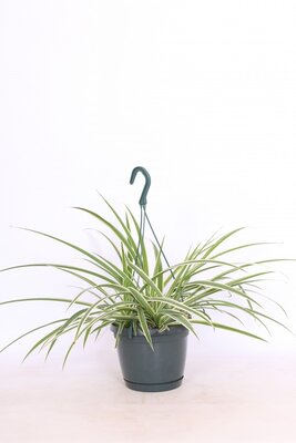 Chlorophytum mix  P18, hanging pot