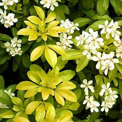 Choisya ternata 'Sundance'(Brica)  2 Ltr pot