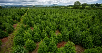 Christmas Tree €250 14ft