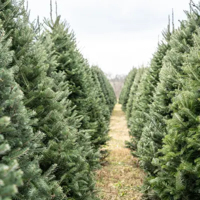 Christmas Trees