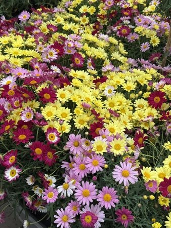 Chrysanthemum Bush (Rp) 3  lt