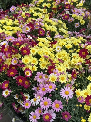 Chrysanthemum Bush (Rp) 3  lt