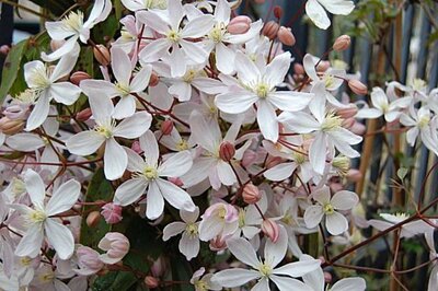 Clematis armandii mix  2 Ltr, single cane