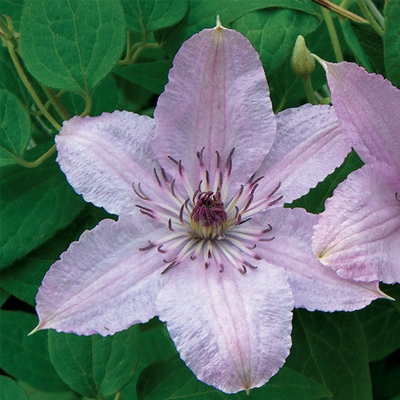 Clematis 'Hagley Hybrid'  S-pot (2,25 L)