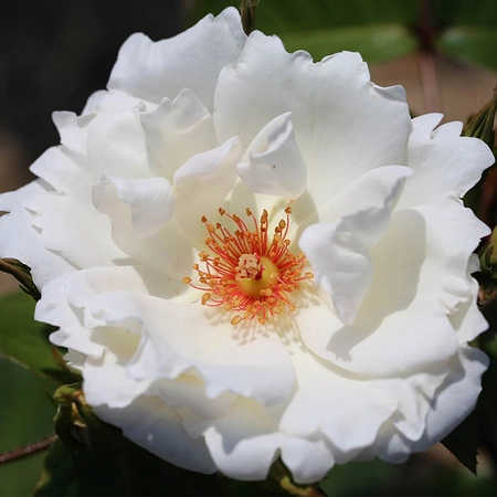 Clg Starlight Symphony Pure White