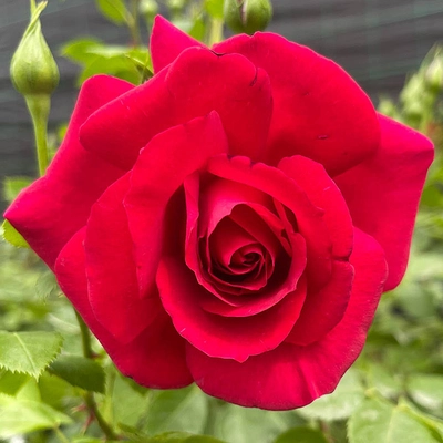 Clg The Prince'S Trust Bright Red