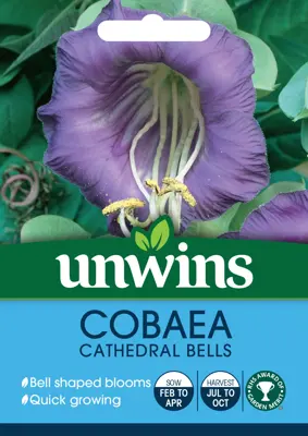 Cobaea Cathedral Bells - image 2