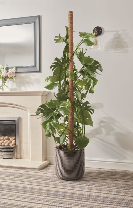 CocoMoss Pole 150cm - image 1