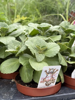 Coleus canina (Scardy Cat)  P10.5