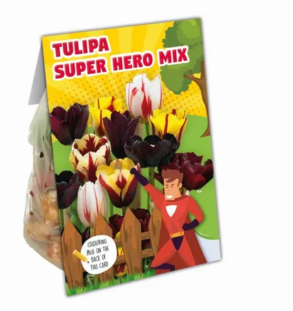 Combi Tulip Hero Mix