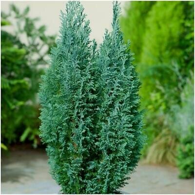 Conifer groundcoverglobular mix  2L, square pot