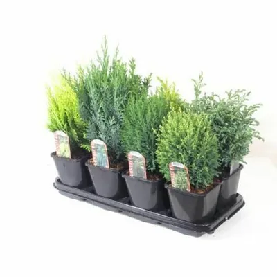 Conifer groundcovering mix  2L, square pot