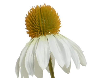 Cornflower White - image 2