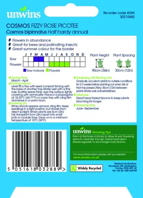 Cosmos Fizzy Rose Picotee - image 2