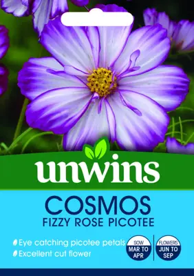 Cosmos Fizzy Rose Picotee - image 1
