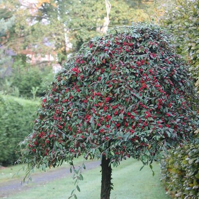 Cotoneaster Hybrida Pendula 10 Lt