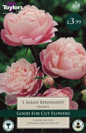Cott Gard Paeonia Sarah Bernhardt 2-3 Ey