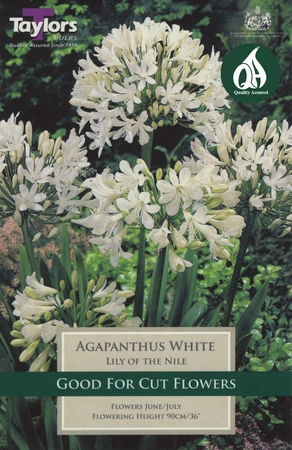 Cottage Garden Agapanthus White 1-2 Eyes