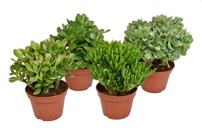 Crassula mix P15