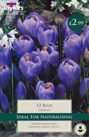 Crocus Blue                   7-8