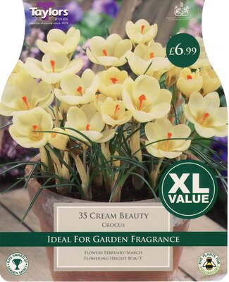 Crocus Cream Beauty 5Up