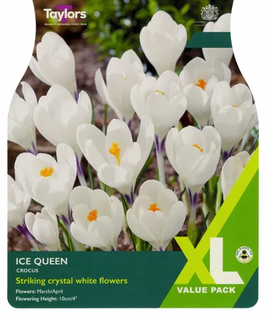 Crocus Ice Queen 5+ Xl
